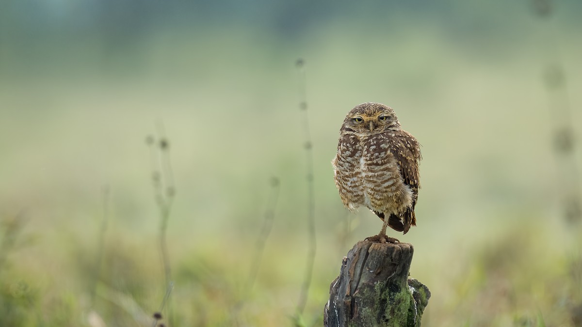 Burrowing Owl - ML608544742