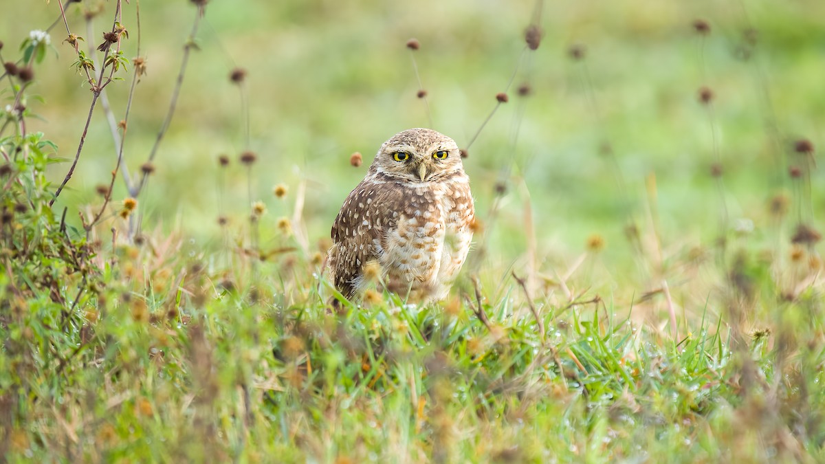 Burrowing Owl - Ney Matsumura