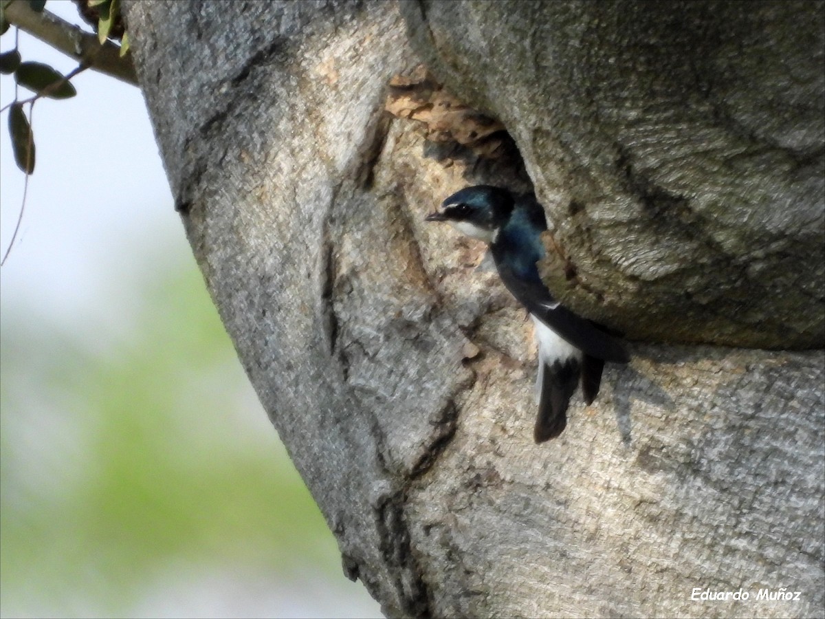 Golondrina Cejiblanca - ML608544772