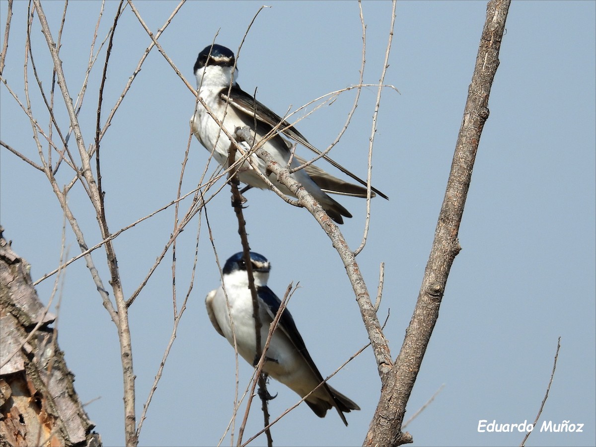 White-rumped Swallow - ML608544773