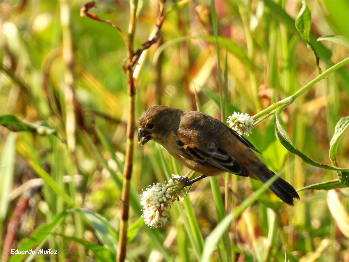 Rusty-collared Seedeater - ML608544803