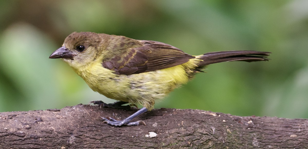 Flame-rumped Tanager - ML608544847