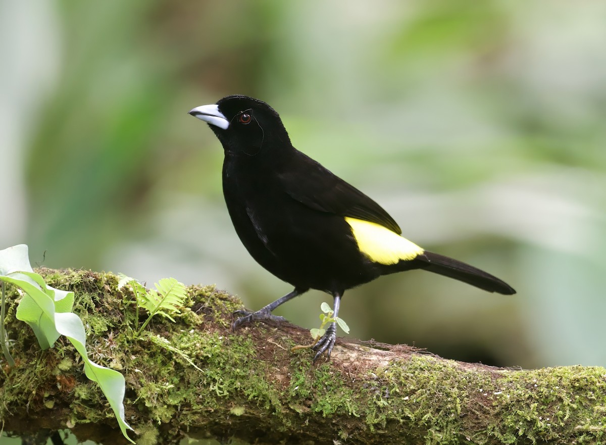 Flame-rumped Tanager - ML608544848