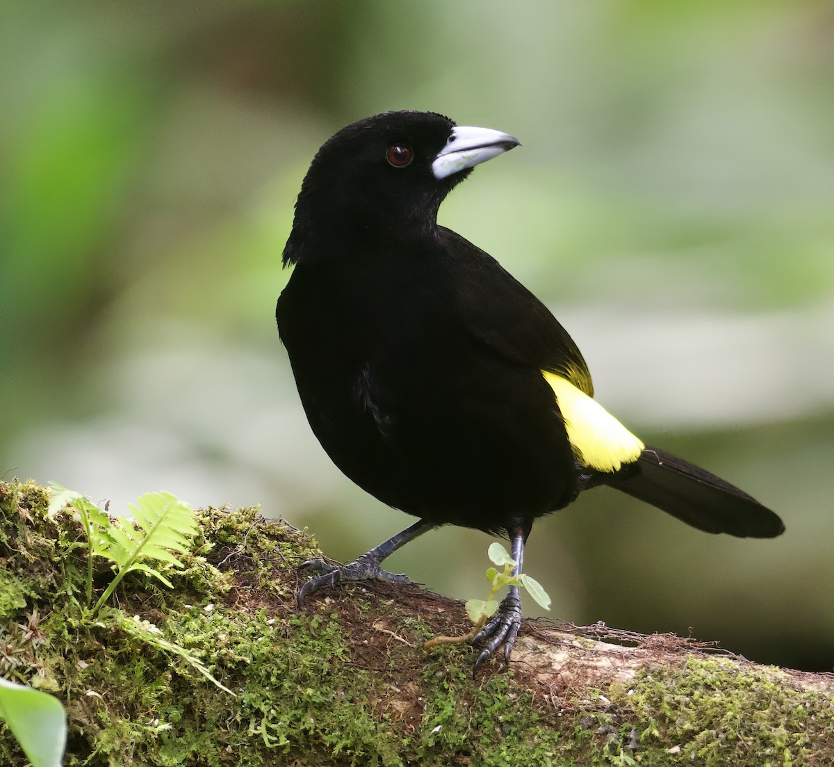 Flame-rumped Tanager - ML608544849