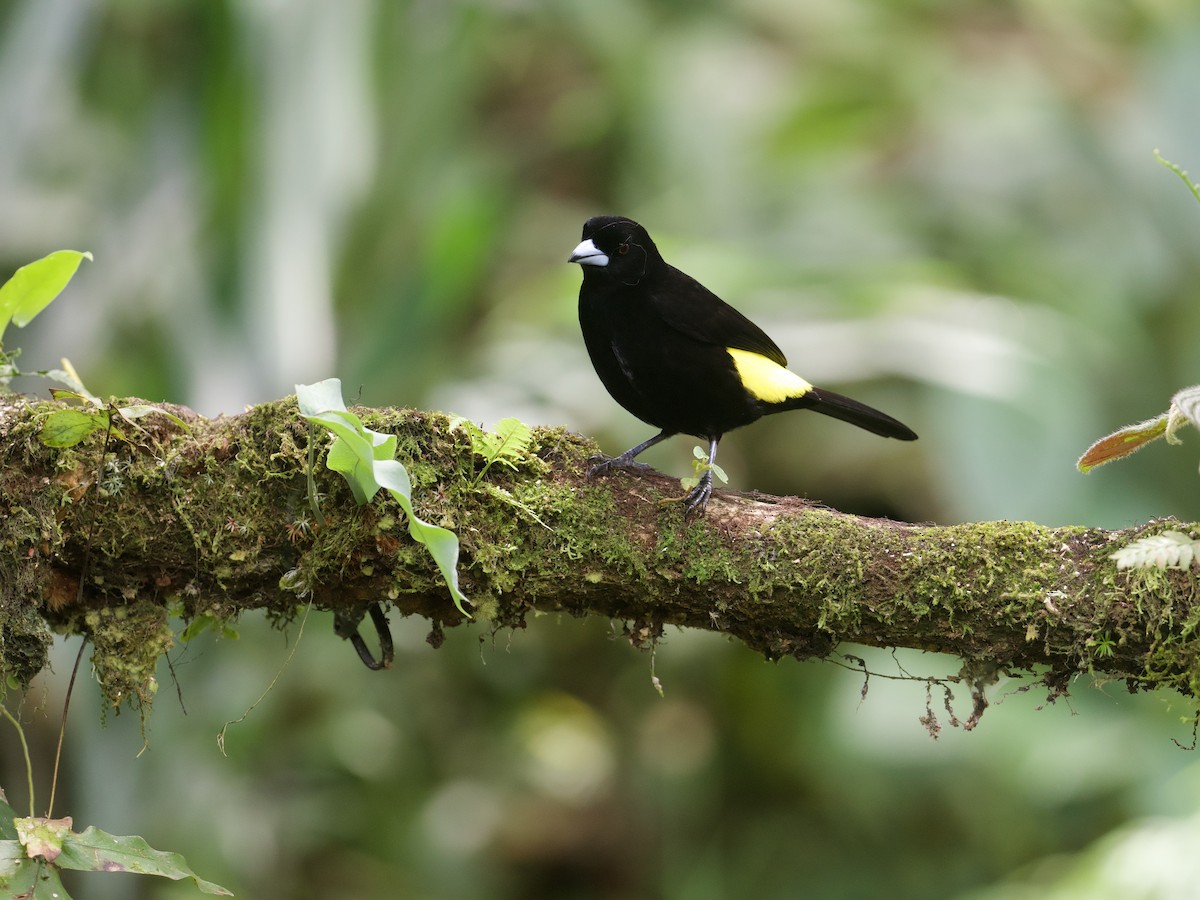 Flame-rumped Tanager - ML608544851