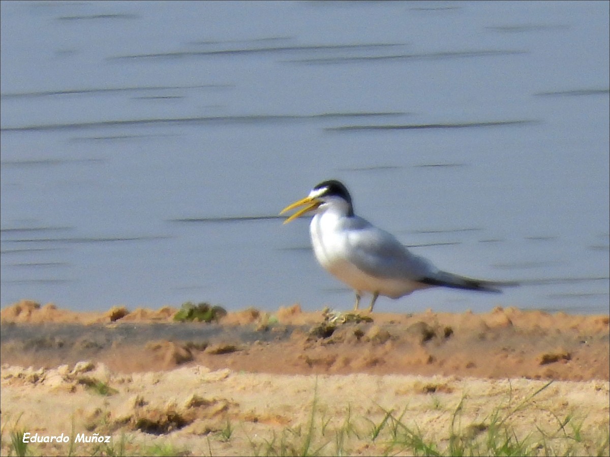 Large-billed Tern - ML608544868