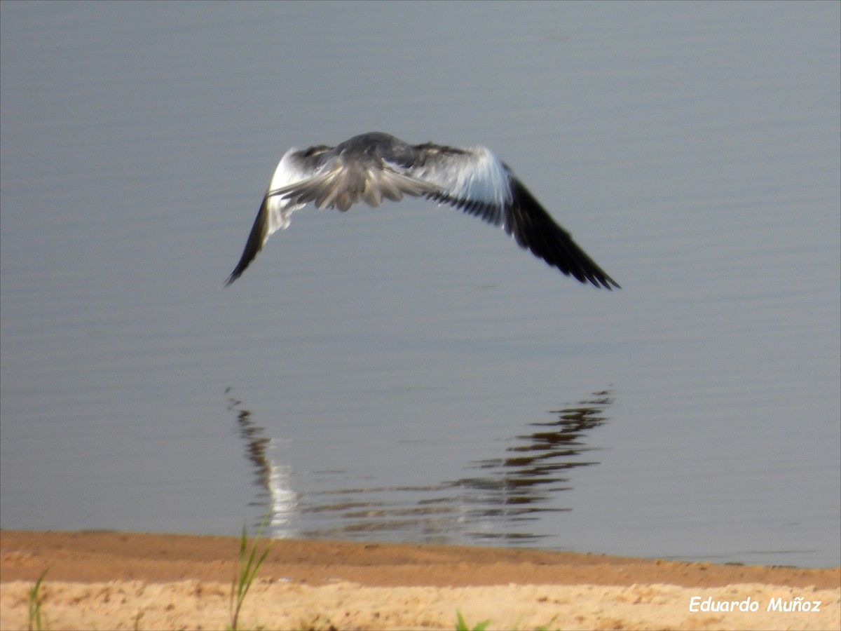 Large-billed Tern - ML608544869