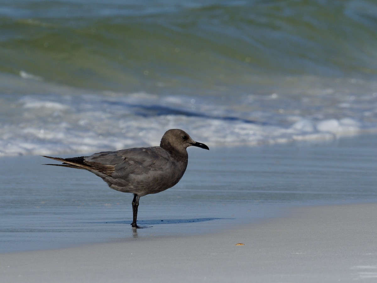 Gray Gull - ML608544878