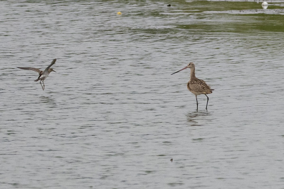 Marbled Godwit - ML608544888