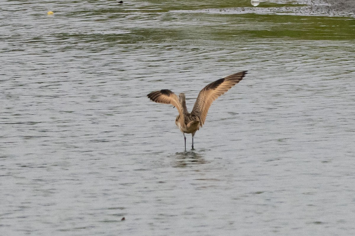 Marbled Godwit - John VanOrman