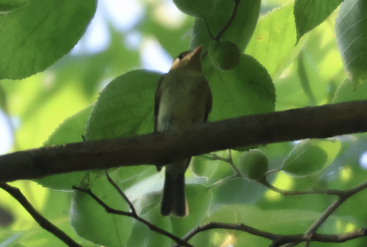 Yellow-bellied Flycatcher - Forrest Wickman