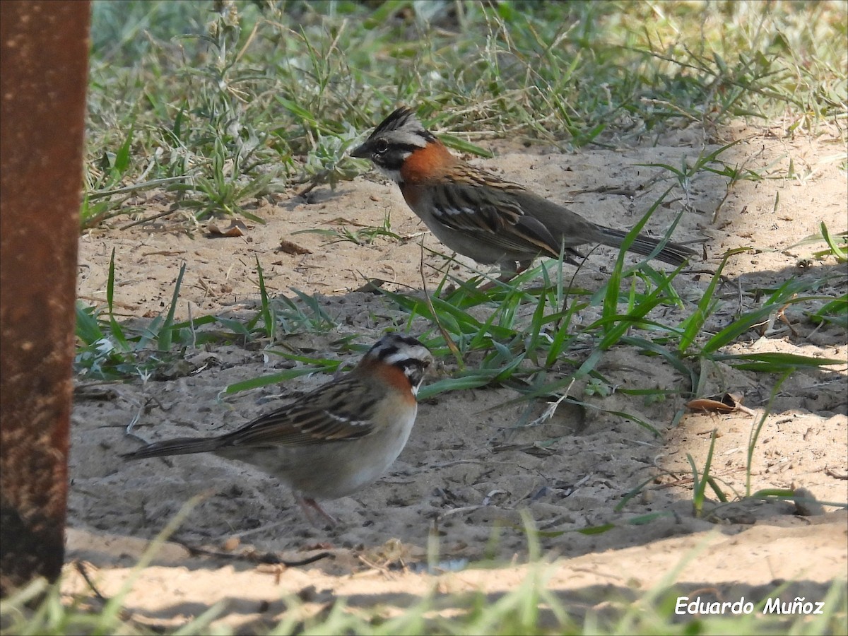 Rufous-collared Sparrow - ML608544912