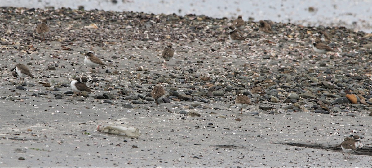 Semipalmated Plover - Daniel Lebbin