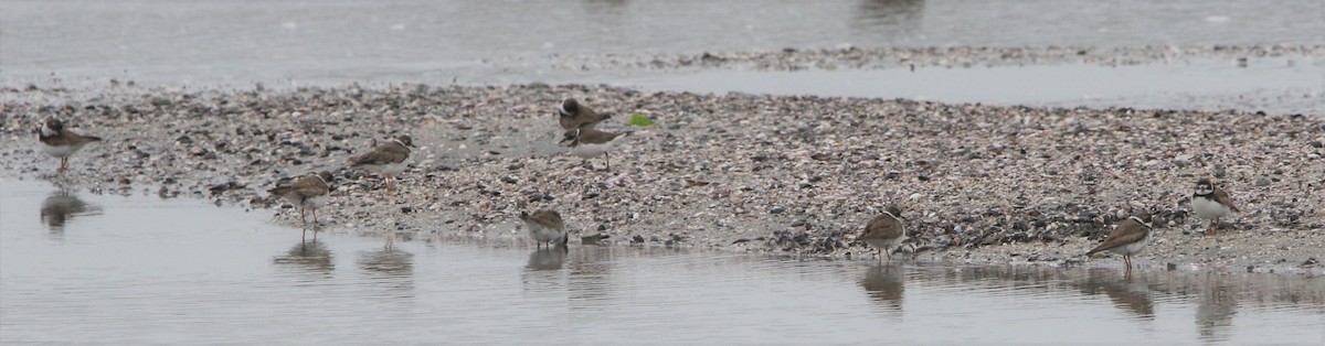 Semipalmated Plover - Daniel Lebbin