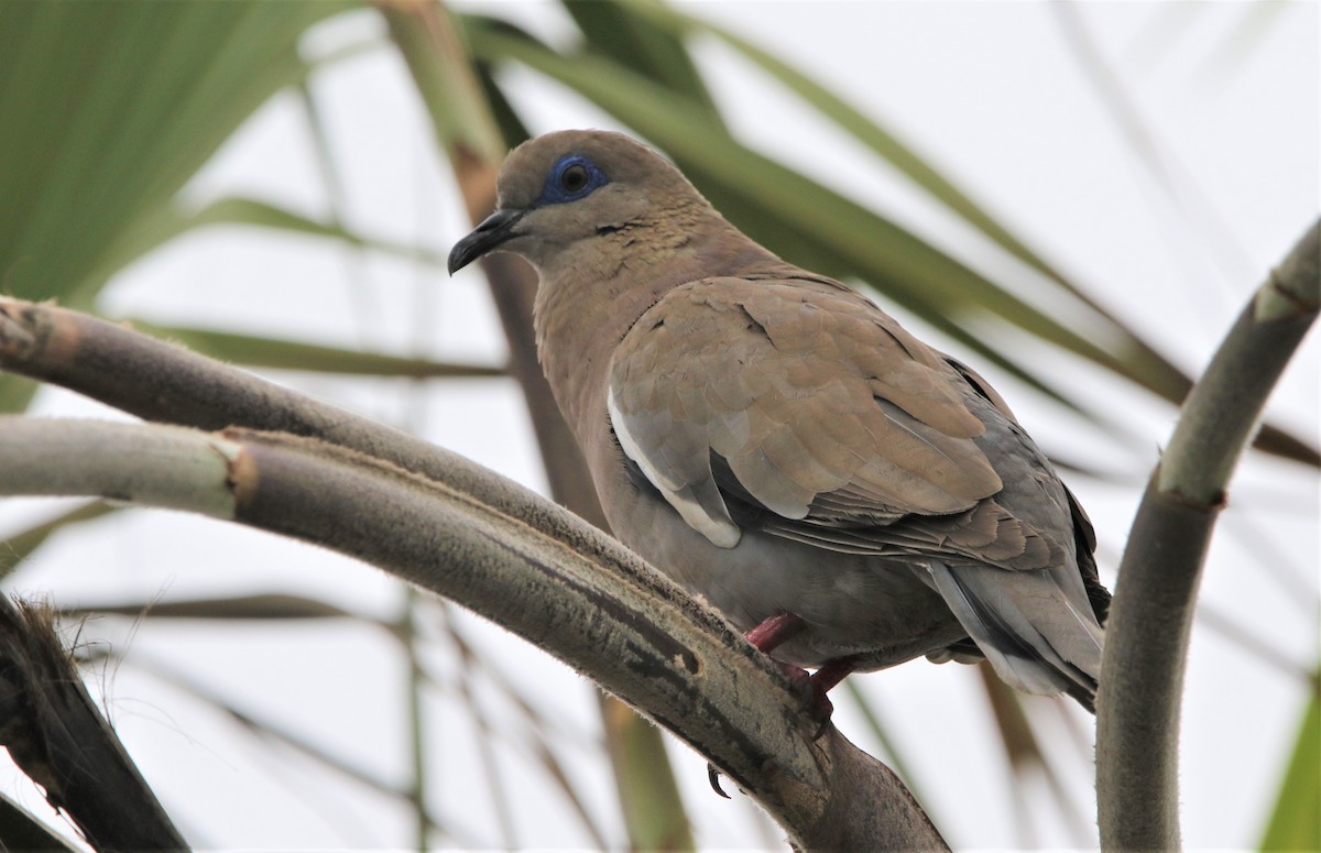 West Peruvian Dove - ML608545181