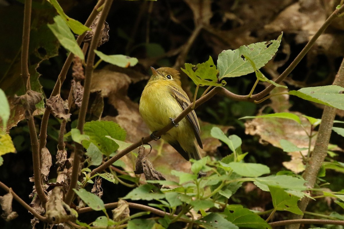 Yellowish Flycatcher - ML608545361