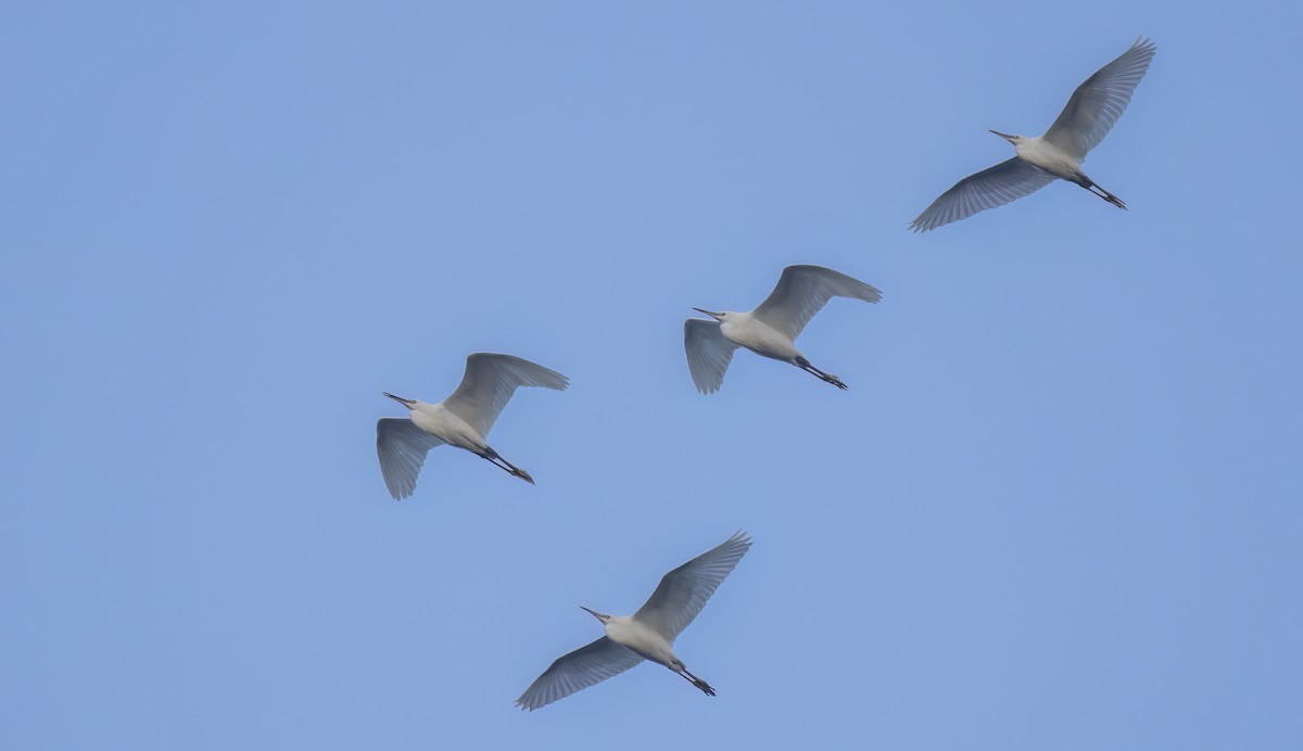 Little Egret - ML608545405