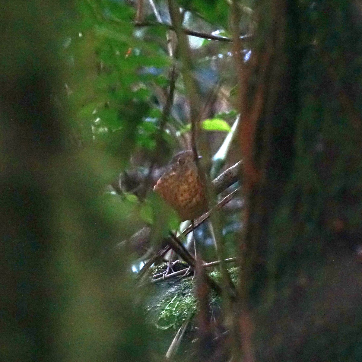 Speckle-breasted Antpitta - ML608545407
