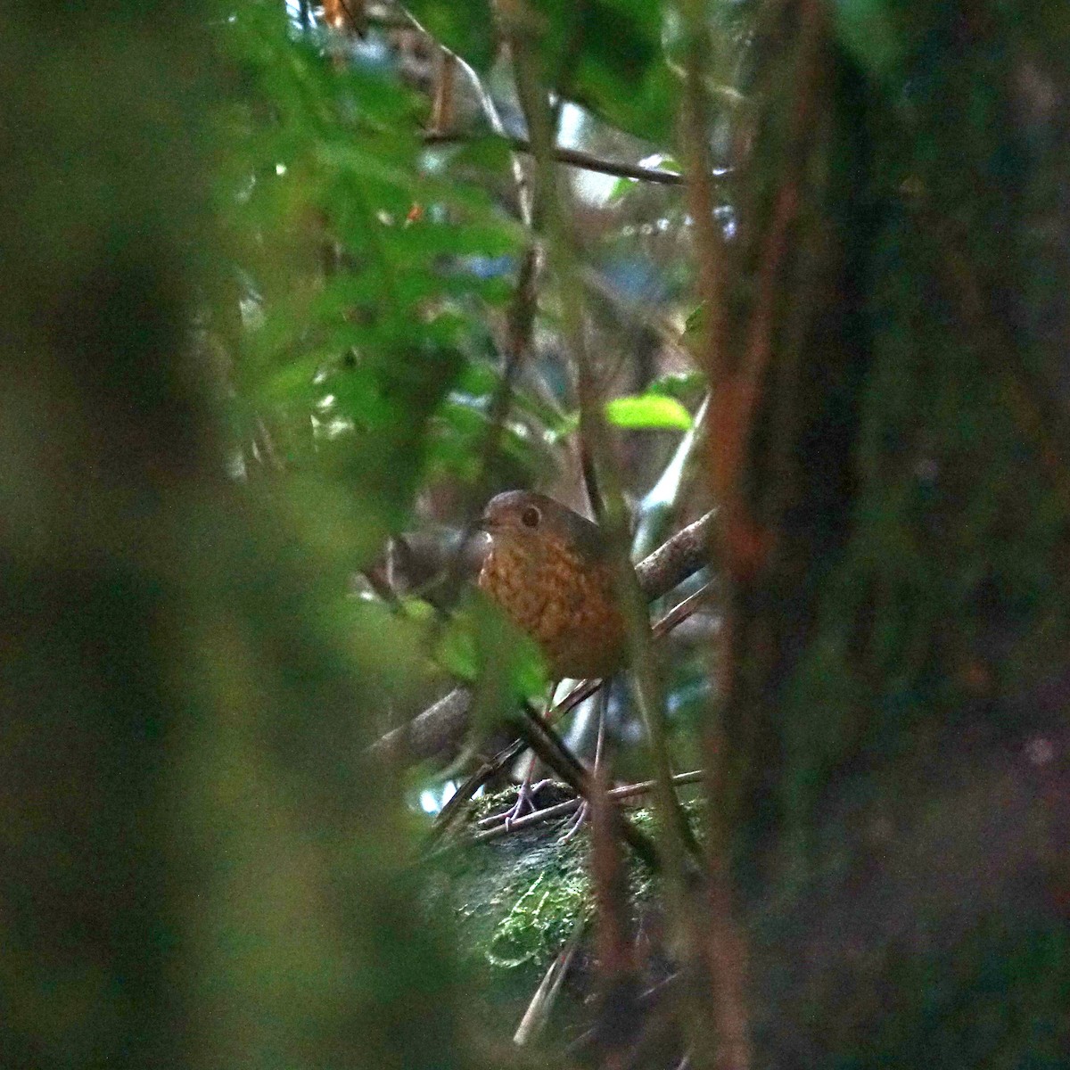 Speckle-breasted Antpitta - ML608545408