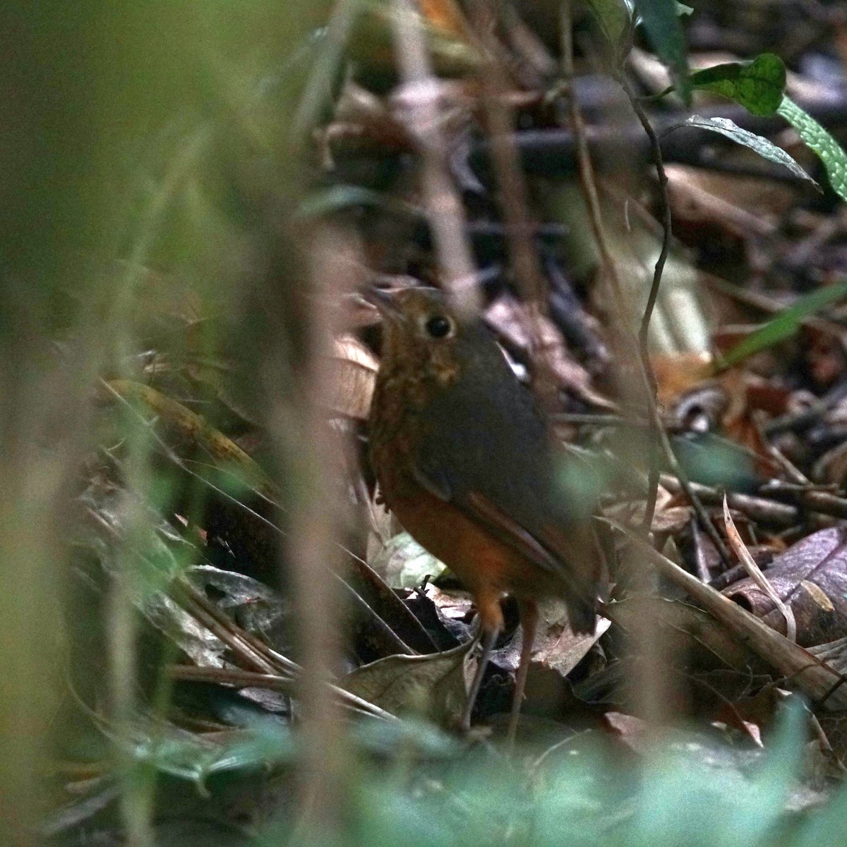 Speckle-breasted Antpitta - ML608545409