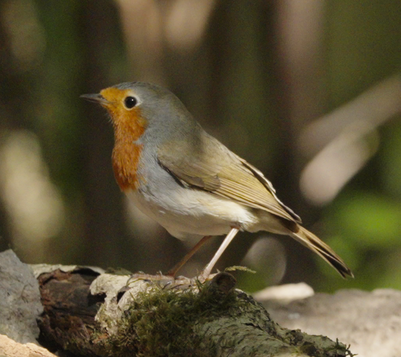 European Robin - ML608545416