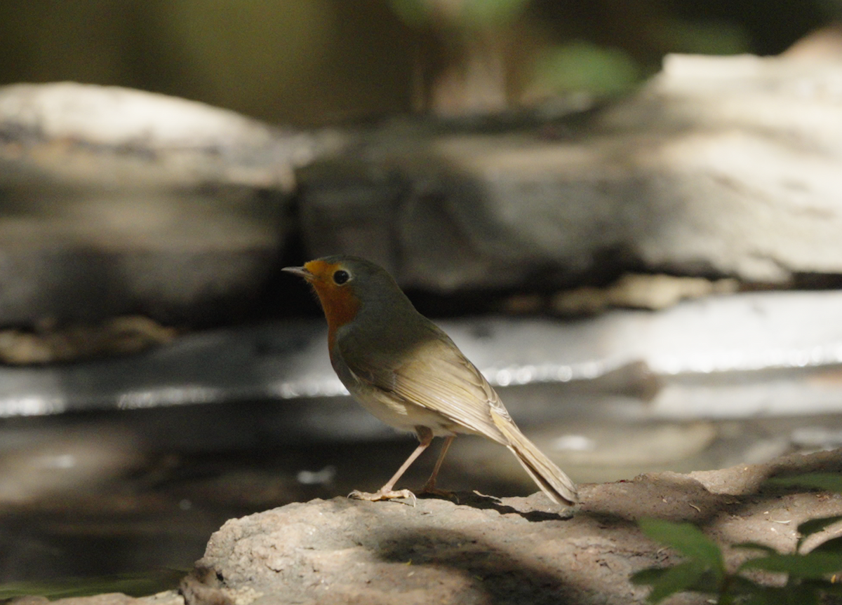 European Robin - ML608545417