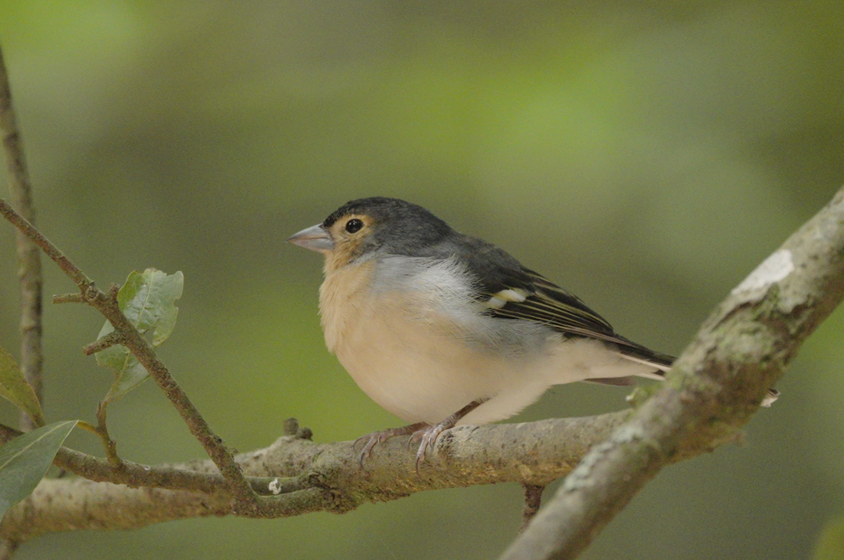 Canary Islands Chaffinch - ML608545427