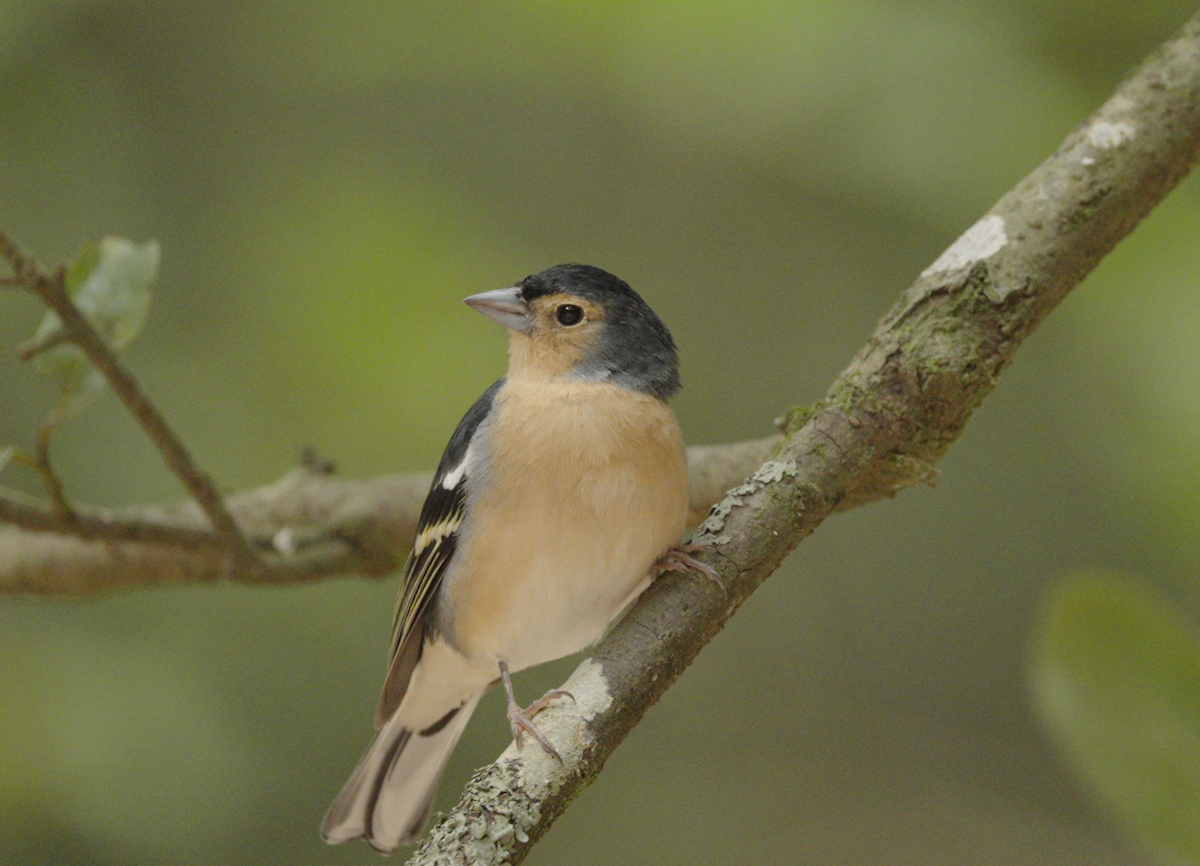 Canary Islands Chaffinch - ML608545428