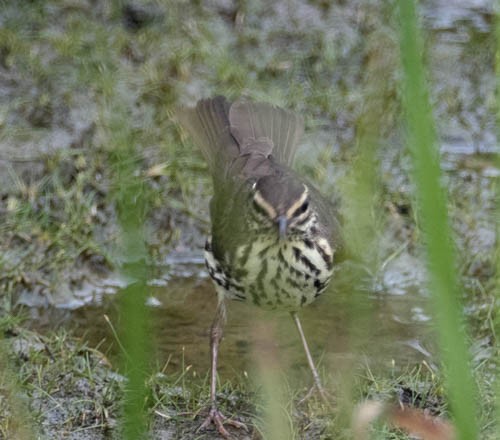 Louisiana Waterthrush - ML608545476