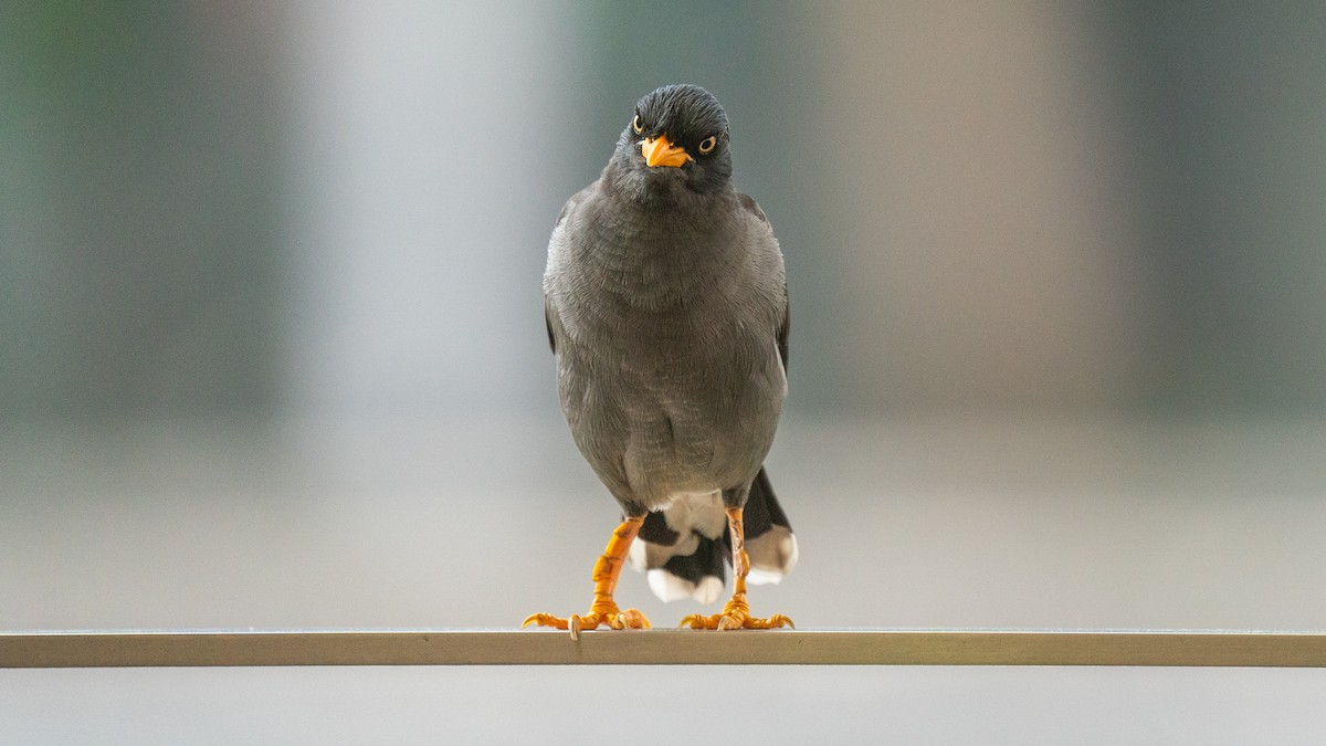Javan Myna - ML608545478