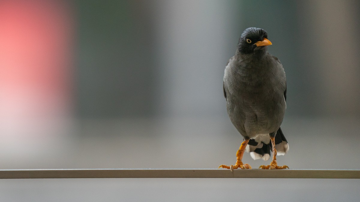 Javan Myna - ML608545479