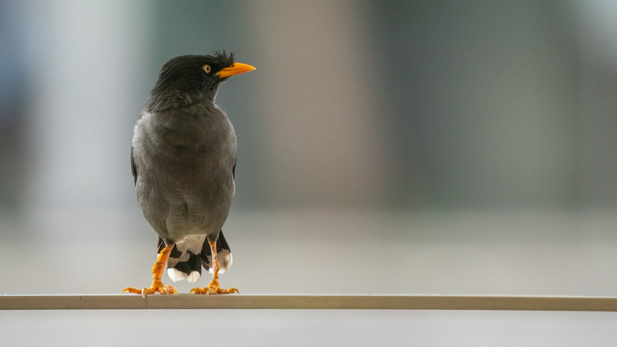 Javan Myna - ML608545480