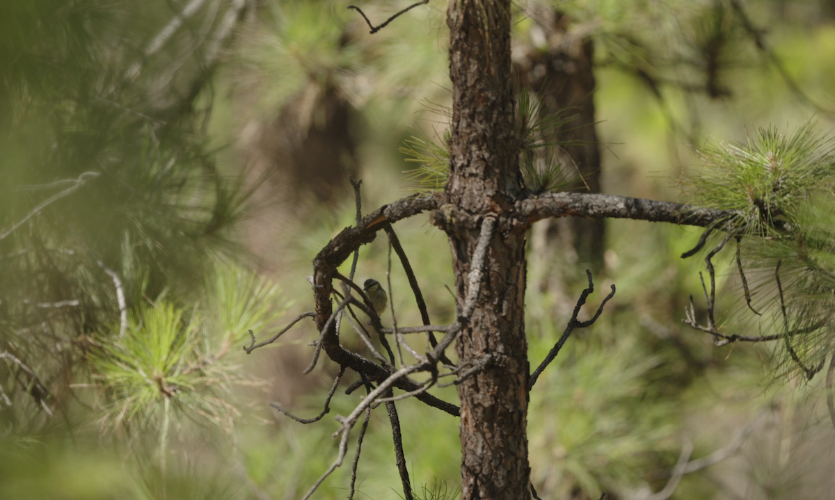 African Blue Tit - ML608545491