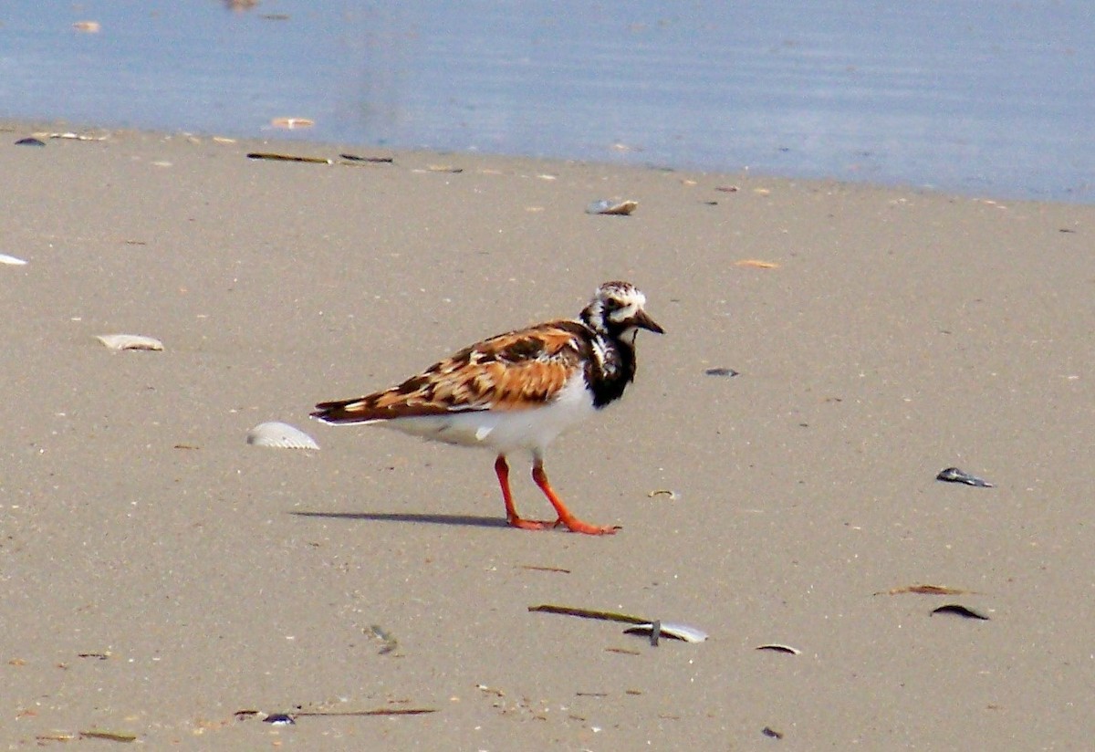 Ruddy Turnstone - Timothy Blanchard