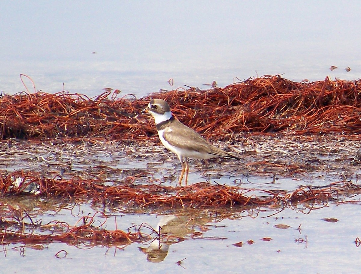 Semipalmated Plover - ML608545605