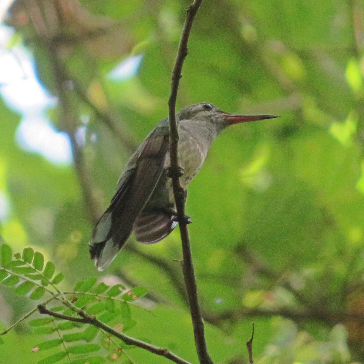 Scaly-breasted Hummingbird - ML608545698