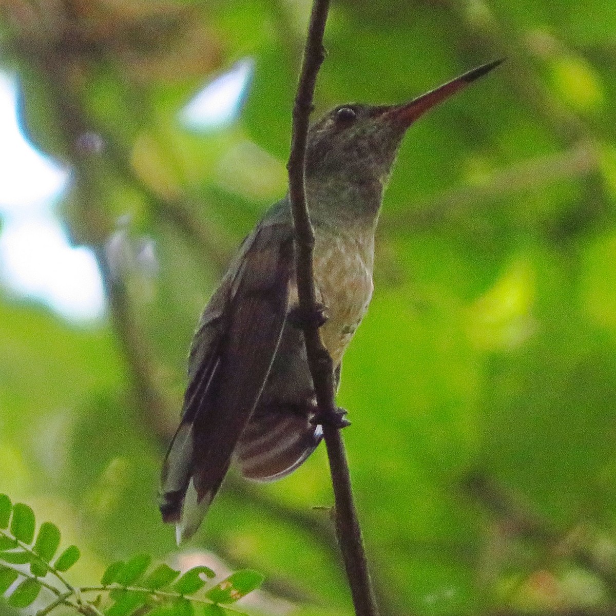 kolibřík skvrnitoprsý - ML608545699