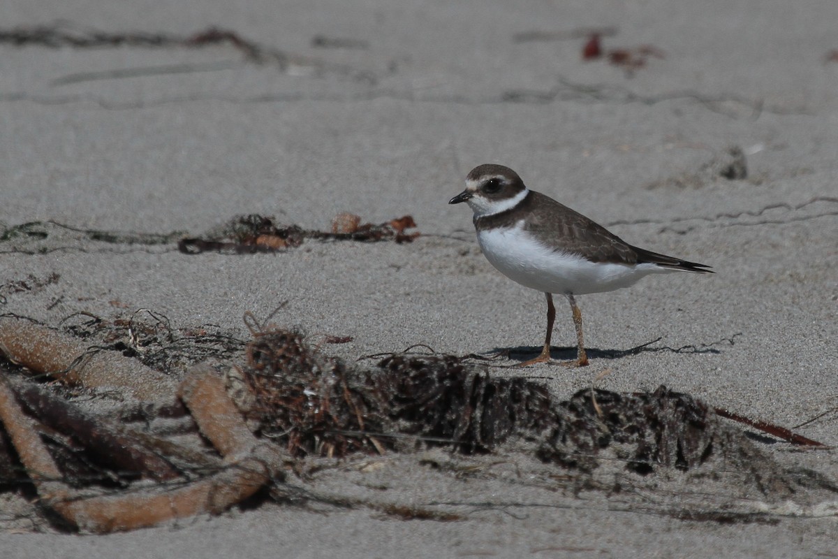 Semipalmated Plover - ML608545732