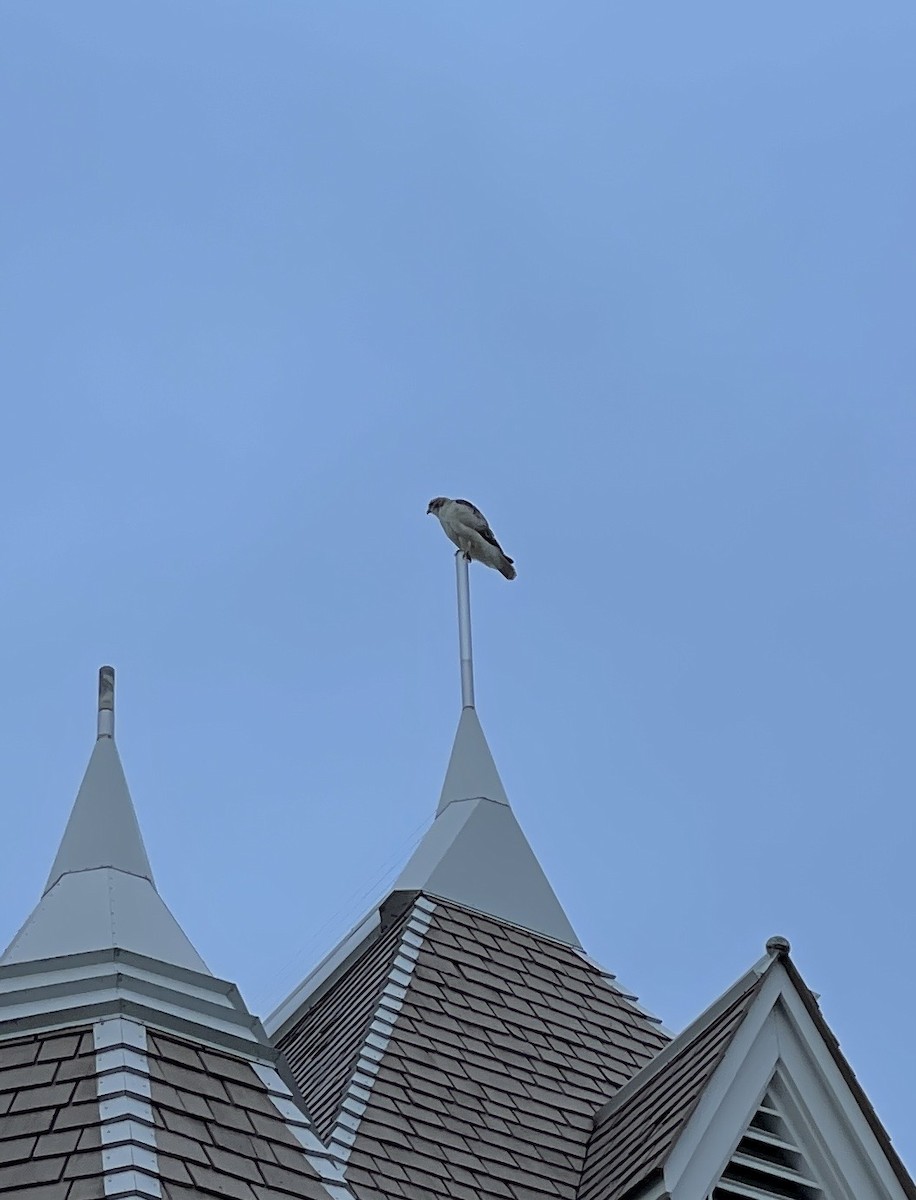 Red-tailed Hawk (Krider's) - ML608545816
