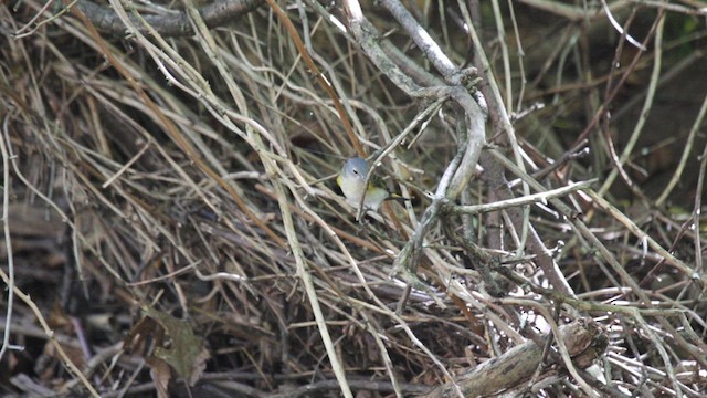 American Redstart - ML608545841