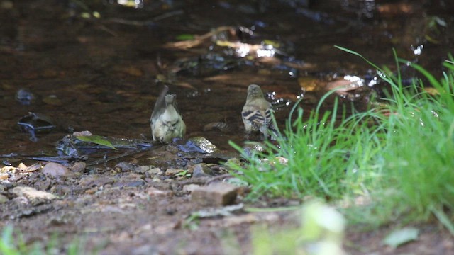 American Goldfinch - ML608545843