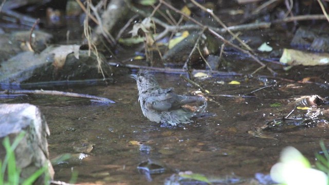 Gray Catbird - ML608545845