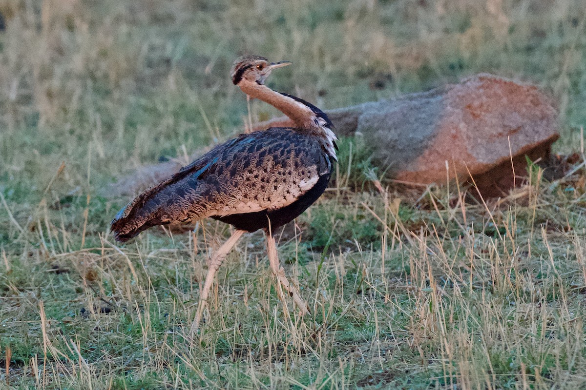 Black-bellied Bustard - ML608545997