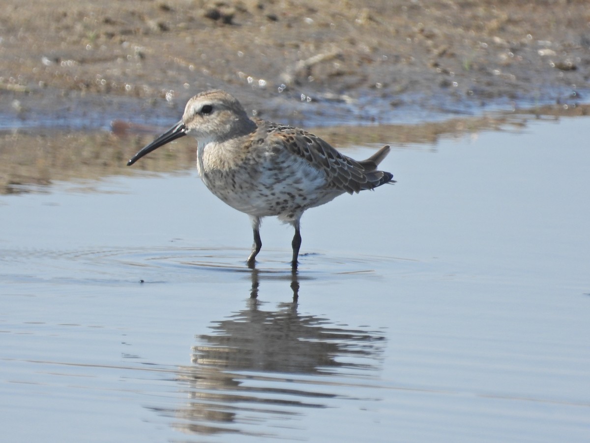 Dunlin - Emmanuel Poncelet