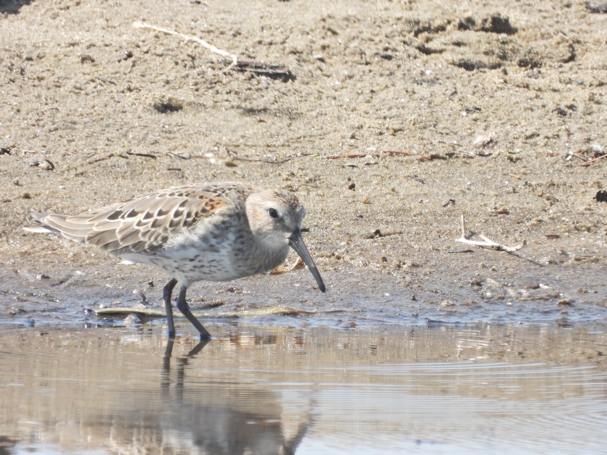 Dunlin - Emmanuel Poncelet