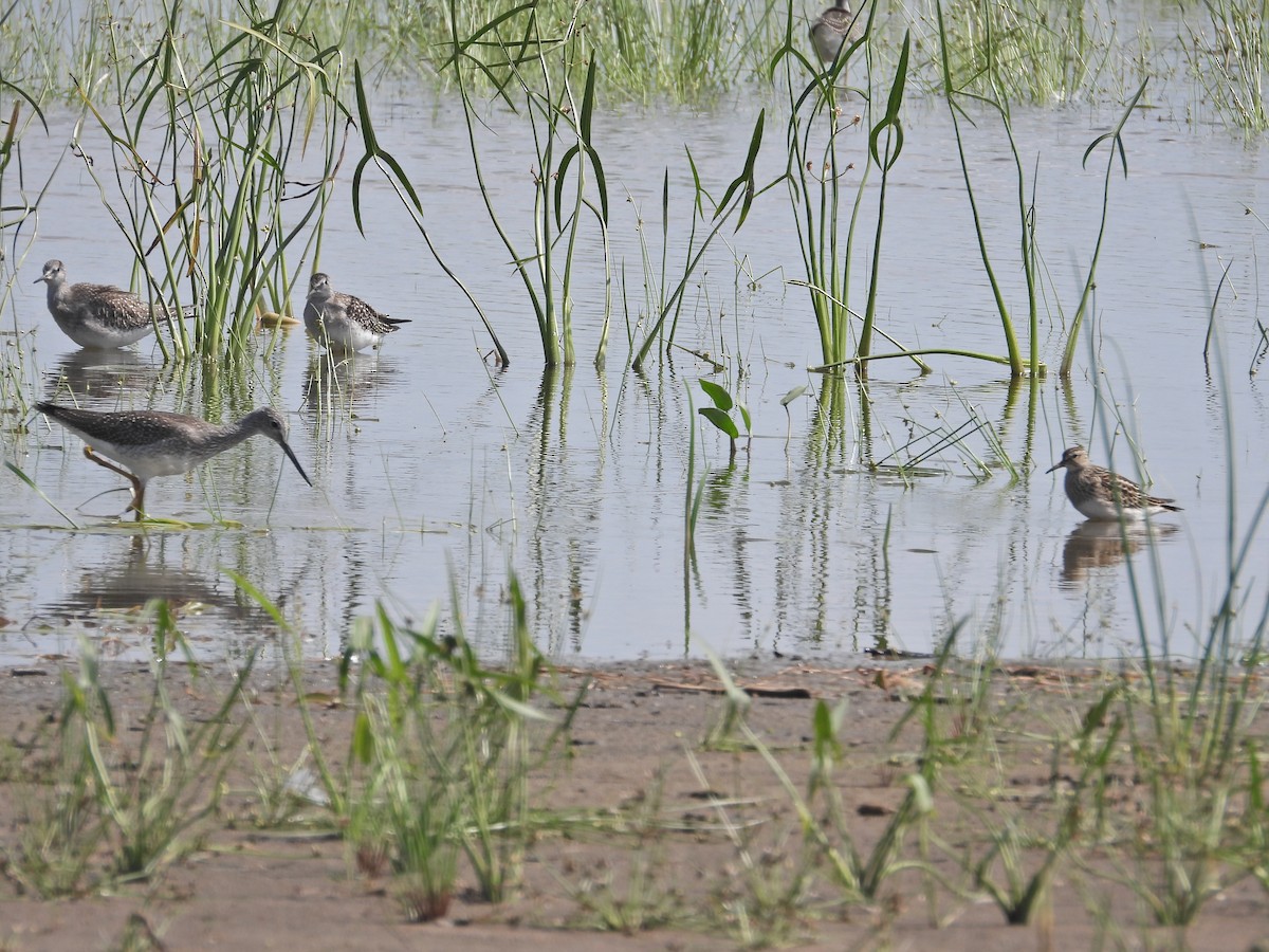 Pectoral Sandpiper - ML608546172