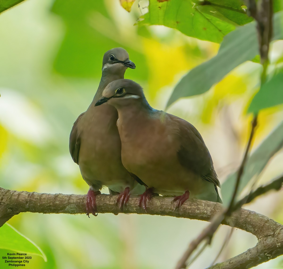 eBird Checklist - 5 Sep 2023 - Pasonanca Natural Park, Zamboanga City ...
