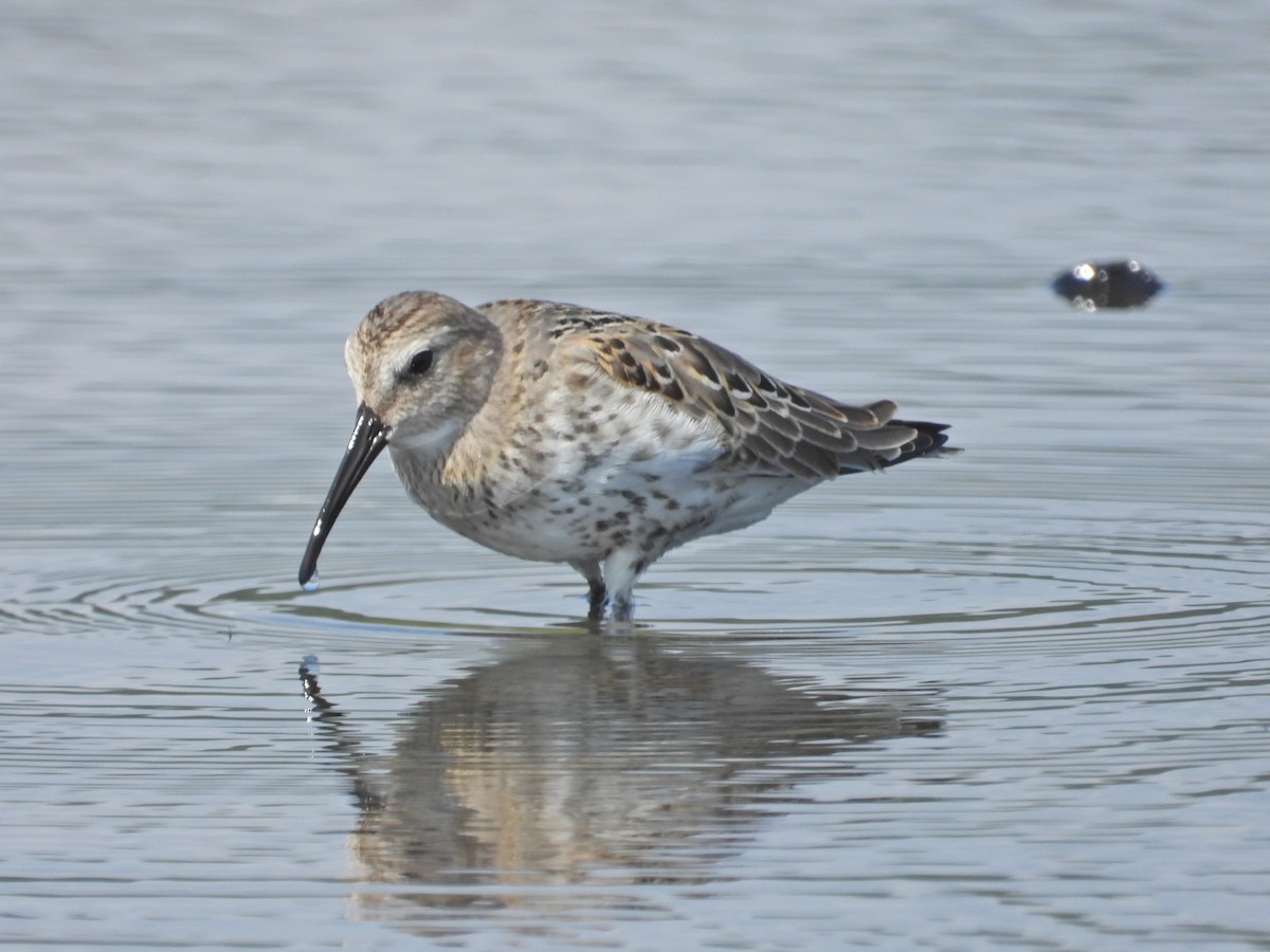 Dunlin - Emmanuel Poncelet