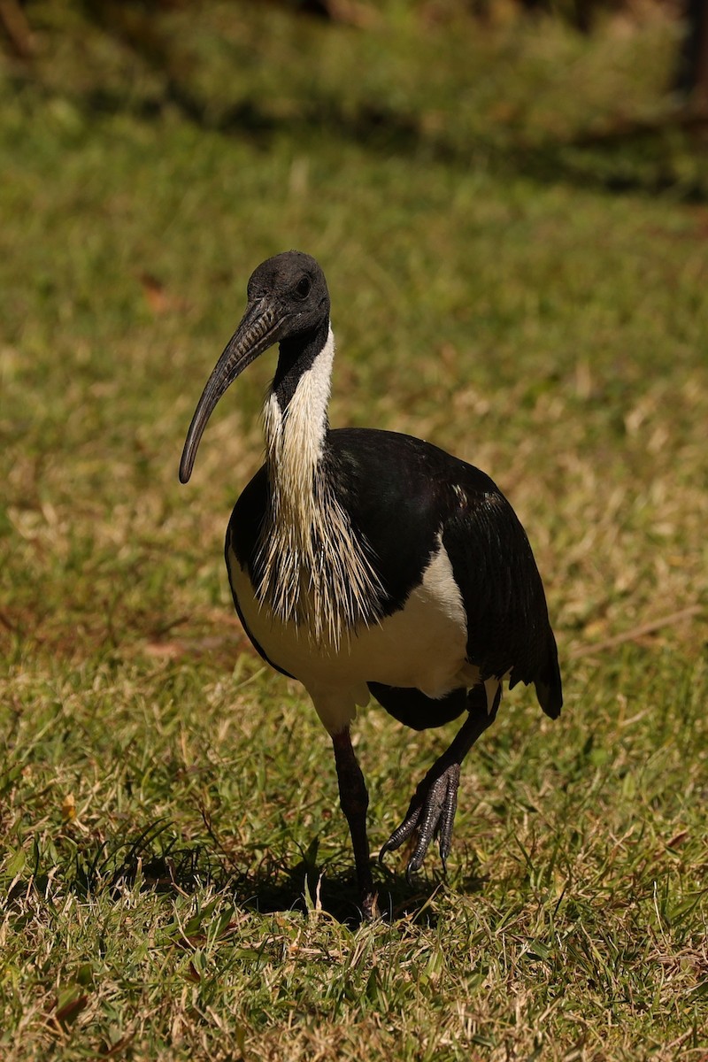 ibis slámokrký - ML608546315