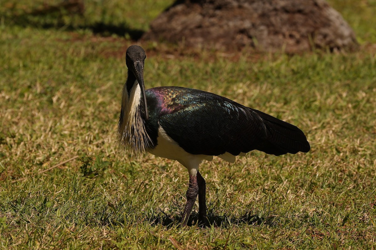 ibis slámokrký - ML608546316